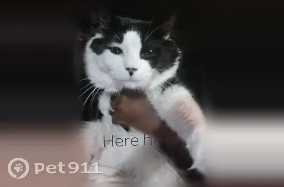 Lost cat, Seaford, Delaware, New Castle — male black and white calico - photo
