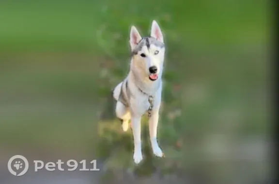 Lost dog, Hemingway Road, 1248, Lake Orion — male white husky with blue and brown eyes - photo