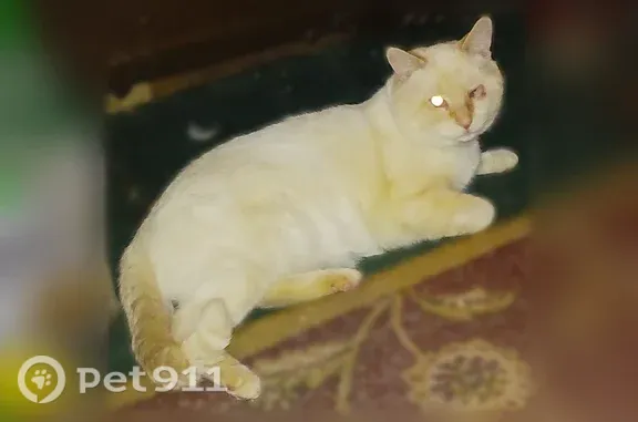 Lost Cat, Susquehanna Avenue, 611, Berwick — Jezzy is white with a little yellow on the tail - photo