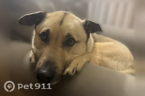 Missing dog Council Bluffs, photo: Lost male dog, 8th Avenue, 3437, Council Bluffs — Anatolian shepherd husky mix