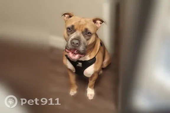 Lost male dog, North Winchester Boulevard, 76, Santa Clara, San Francisco — reportedly tied to a pole - photo