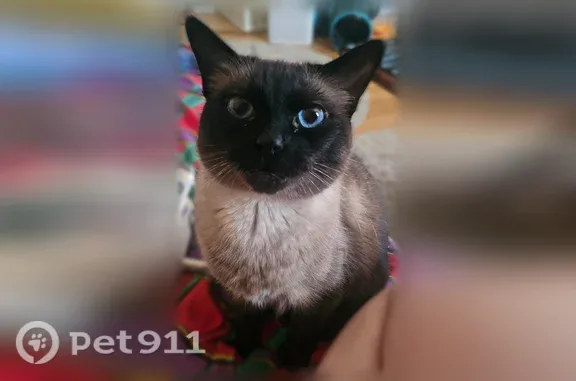 Lost female cat, North Pierce Street, 3421, Milwaukee — brown Siamese with bright blue eyes - photo