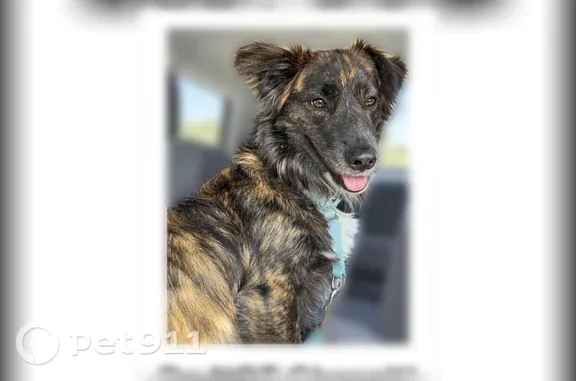 Lost dog, Royal Oakland Drive, 6510, Indianapolis — male with short legs - photo