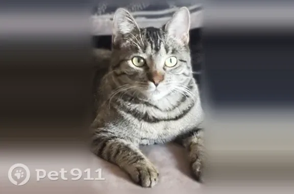 Lost and found pets Dallas, photo: Lost female cat, West Westland Drive, 12017, Odessa, Dallas — grey-brown tabby