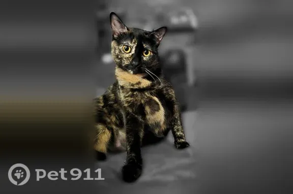 Missing cat North Platte, photo: Lost cat, North Elder Avenue, 414, North Platte — female tortoiseshell, about 9 lb