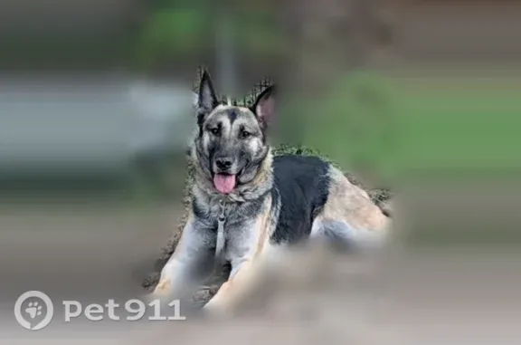 Lost dog, Rockhill Road, 9980, Thonotosassa — female, white, black and brown - photo