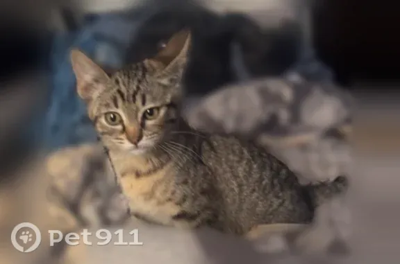 Lost female cat, South Siskiyou Loop, Rancho Tehama Reserve, Sacramento — tiny brown tabby with a short tail - photo