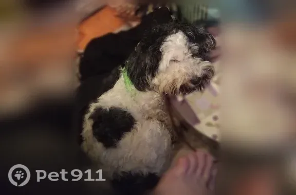 Lost dog, Los Padres Boulevard, 1625, Santa Clara — named Diego, answers to Yagies - photo