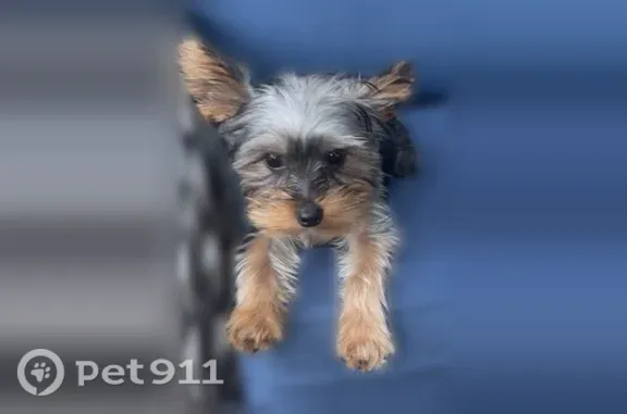Lost dog, East Crenshaw Street, 1008, Tampa — 6-month-old male with black, brown, and blond coloring - photo