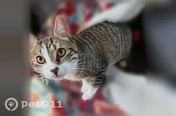 Lost male cat, Westpoint Street, 5879, Taylor — white paws and face - photo
