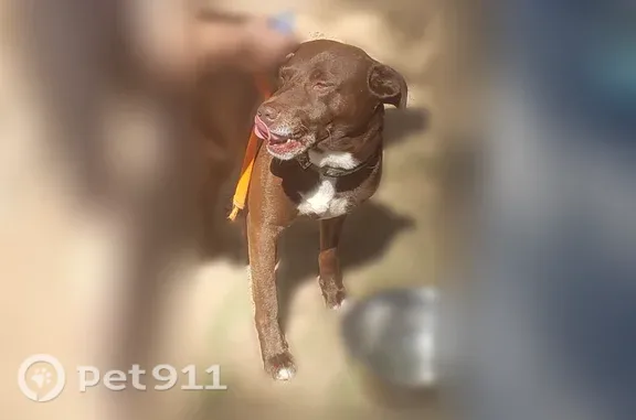 Lost male dog, Soderquist Road, 6083, Mancelona — brown with a camo collar - photo