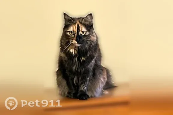 Lost cat, South Moss Street, Searcy — small female with orange markings - photo