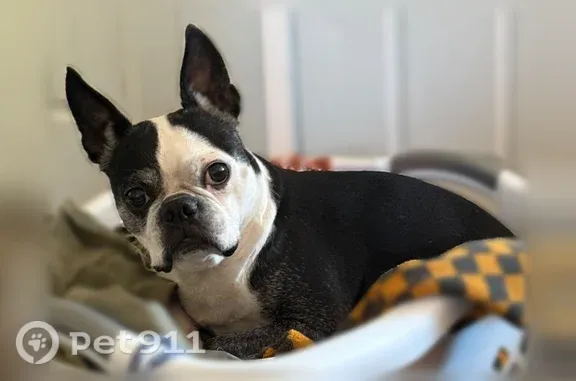 Black and white Boston terrier, 10 yo, male (neutered), not chipped and wasn’t wearing collar. He is very friendly. Starting to get a little grey/ white around the eyes. His name is Marvin.
