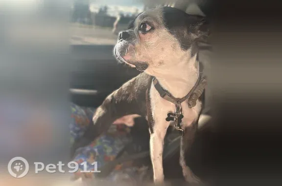 Black and white male (neutered) Boston terrier. 10 yo, grey/white around the eyes. Very friendly and good motivated. His name is Marvin