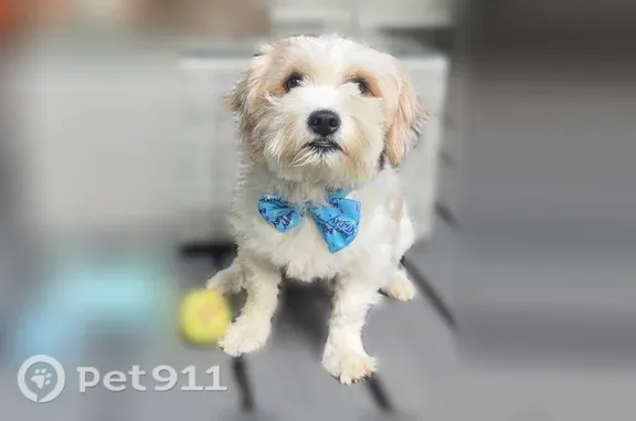 Lost dog, Wyche Drive, 705, Irving, Long Beach — male Shih Tzu with red collar - photo