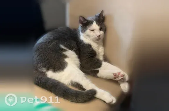 Missing cat Cincinnati, photo: Lost male cat, Springbrook Drive, 1032, Cincinnati — gray and white, short-haired