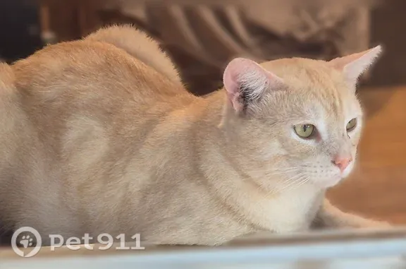 Lost cat, Cleveland, Georgia, Atlanta — male, light cream coat, scar on nose - photo