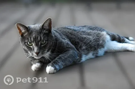 Lost Cat, Marsha Way, 19, Sharpsburg, Sharpsburg — male with a white-tipped tail - photo