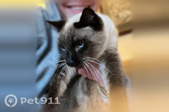 Lost female cat, Highland Terrace Drive, 3601, Chattanooga — underweight Siamese - photo