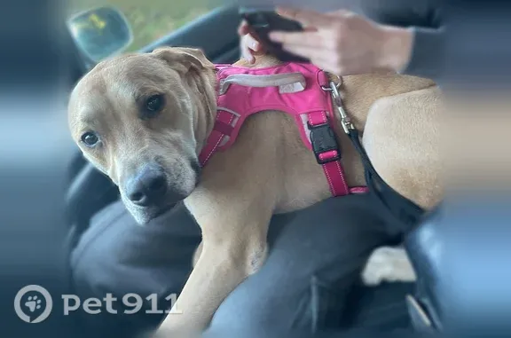 Lost dog, Northwest Fairdale Road, 19670, Yamhill — tan and brown, pink harness - photo