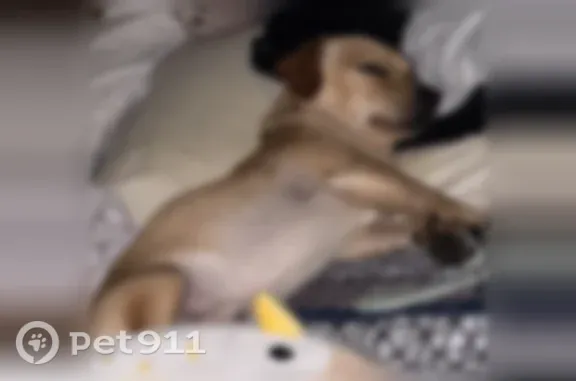 Lost dog, South Market Street, Inglewood — male, yellow coat, brown eyes - photo