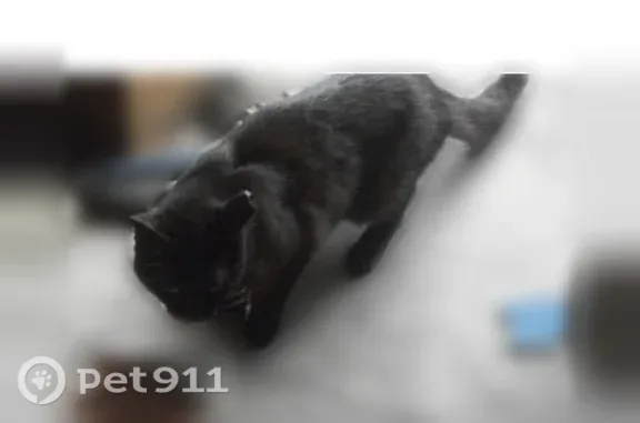 Lost cat, Bishop Estates Road, 2047, Fruit Cove, Fruit Cove — small timid female - photo