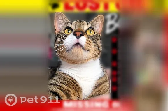 Lost cat, Whetstone Place, 3513, Wilson — male tabby with white tuxedo markings - photo