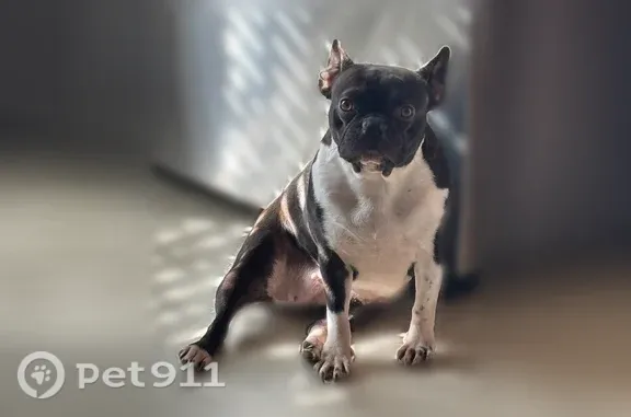 Lost and found pets Memphis, photo: Lost female dog, Cordova Rose Cove, 1801, Cordova, Memphis — black, dark brown and white