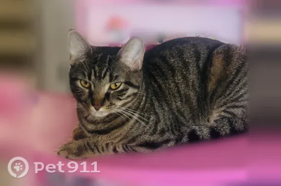 Lost cat, female, Balsam Lane, 122, Village of Fairport, Fairport — friendly and named Peaches - photo