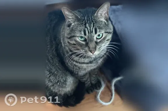 Lost cat, Walnut Drive, Pennsylvania, Philadelphia — male, chipped tooth - photo
