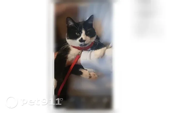 Lost cat, Tudor Manor Road, 162, Latrobe — male tuxedo cat - photo