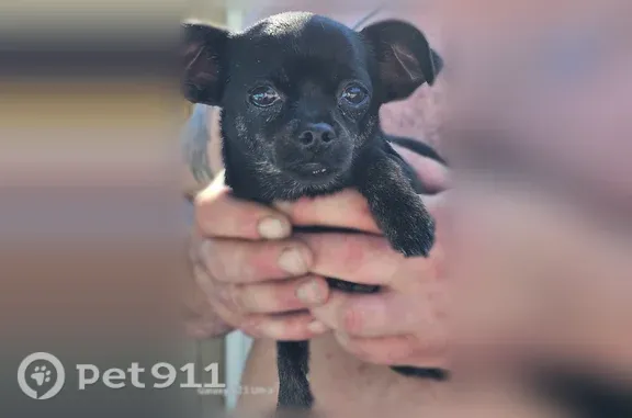 Missing dog Kennewick, photo: Lost female dog, West 9th Avenue, 3398, Kennewick — black miniature Chihuahua