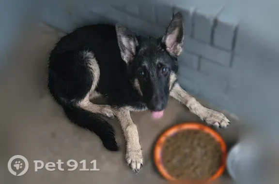 Lost and found pets Arlington, photo: Found dog, Ida Street, Arlington — female German shepherd puppy