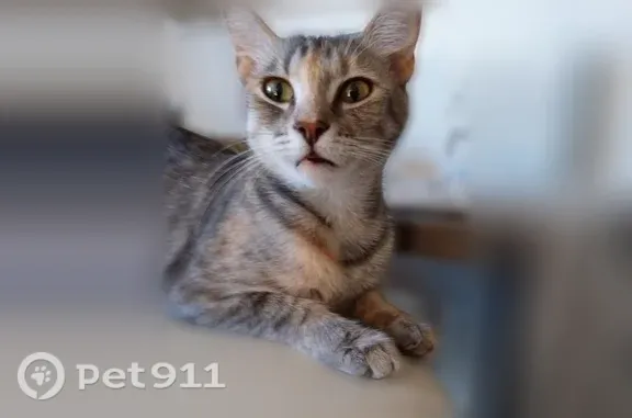Lost and found pets Los Angeles, photo: Lost cat, female, Camellia Avenue, 4715, Los Angeles, Los Angeles — dilute calico