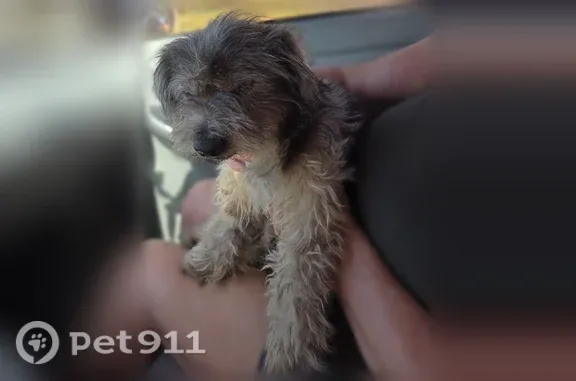 Lost and found pets Sacramento, photo: Found male dog, Peach Avenue, Livingston, Sacramento — cataracts in both eyes