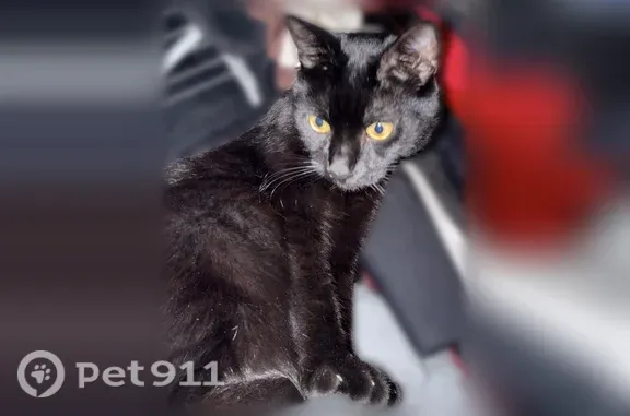 Lost cat, male, Henderson — sleek black fur and bright eyes - photo