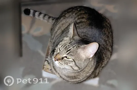 Lost male cat, Boones Ferry Road Northeast, 23241, Aurora — 5-year-old tabby - photo