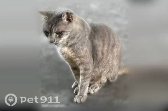 Lost female cat, Buchanan Street, 6040, Hollywood — grey and silver tabby spots - photo