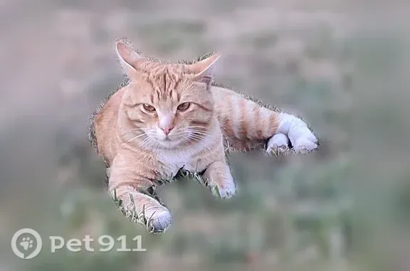 Missing cat Estacada, photo: Lost cat, South Springwater Road, 20978, Estacada — vocal male tabby