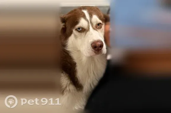 Missing dog Male, Corpus Christi (usl548393) - photo