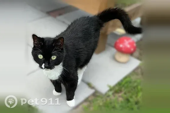 Lost cat, Newport News Avenue, 513, Hampton — female tuxedo cat with green eyes - photo