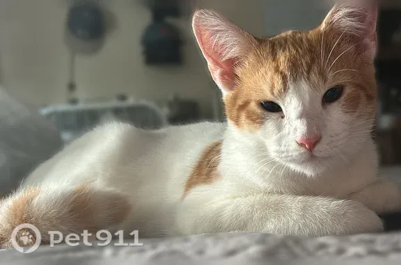 Lost cat, female, 40th Drive, 94-09, New York — mostly white with orange markings - photo