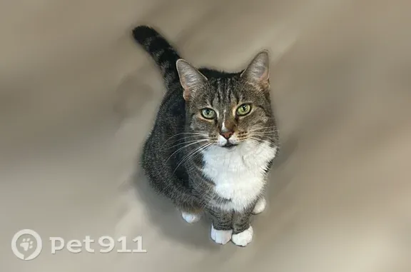 Lost cat, Ocala, Florida — female 9-year-old brown tabby with white paws - photo