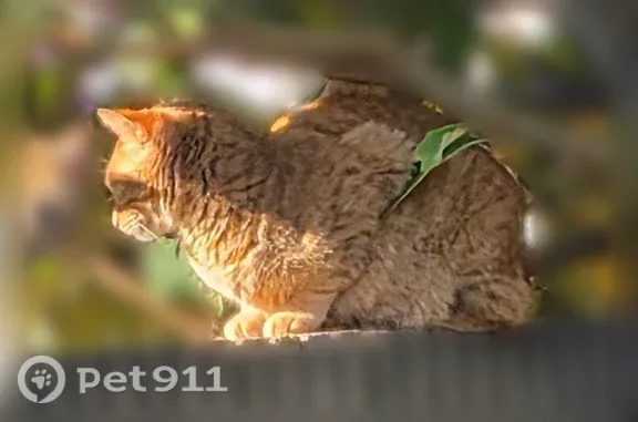 Lost and found pets Lompoc, photo: Missing cat Male, Lompoc (usl548401)