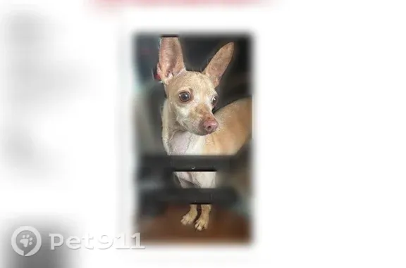 Found dog Chicago, photo: Found dog, North Drake Avenue, 3059, Chicago — male Chihuahua