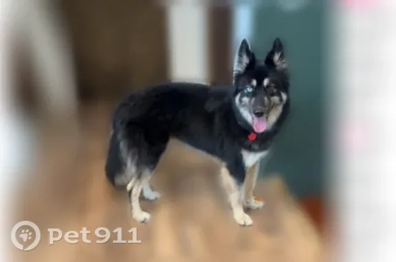 Lost and found pets New River, photo: Lost male dog, West Valley View Trail, 3445, New River — one icy blue eye and one brown eye