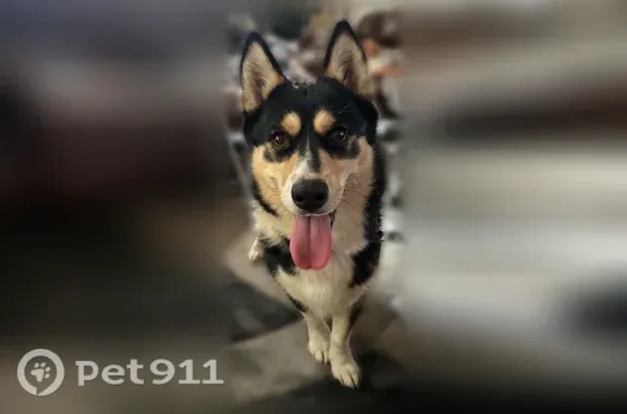 Lost and found pets Minneapolis, photo: Lost dog, North Fremont Avenue, 3876, Minneapolis — female Corgi, black, brown and white