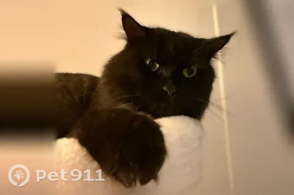 Lost cat, North 29th Street, Lincoln, Omaha — black male with a bow tie collar - photo