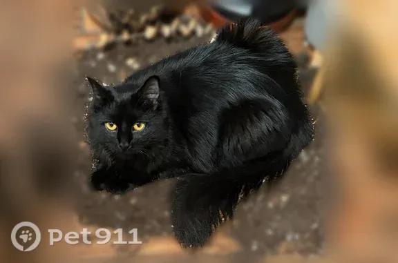 Missing cat Plainfield, photo: Lost cat, Spooner Avenue, Plainfield — female indoor cat with a West 4th St tag