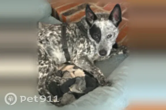 Lost dog, Terra Drive, Sierra Vista, International Falls — black-and-white spotted coat - photo